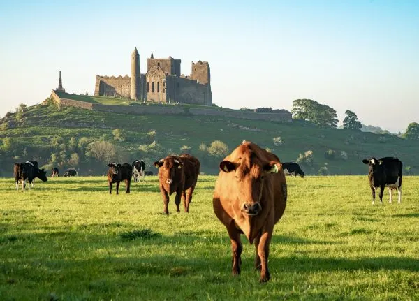 Rock of Cashel with cows grazing in foreground