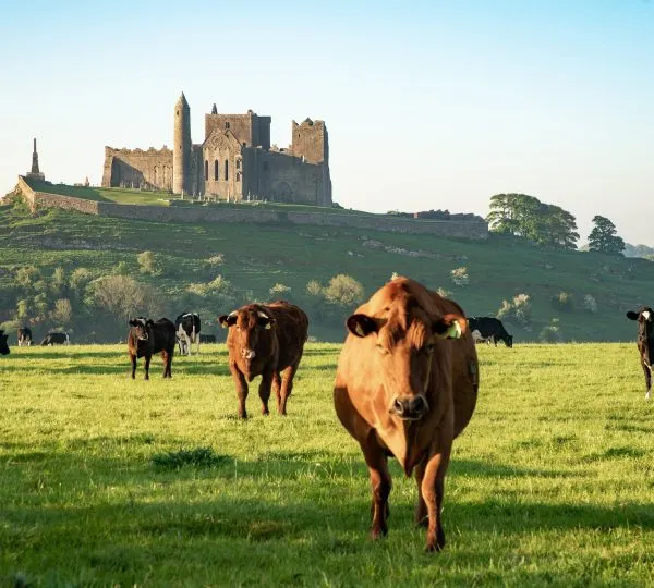 Blarney Castle and Rock of Cashel Private Chauffeur Tour