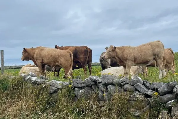 Galway city scenic view